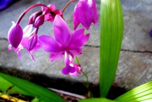 Цветы на Бали